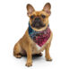 all-over-print-bandana-white-s-front-672a1a709194c.jpg