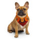 all-over-print-bandana-white-s-front-672a1fda084c2.jpg